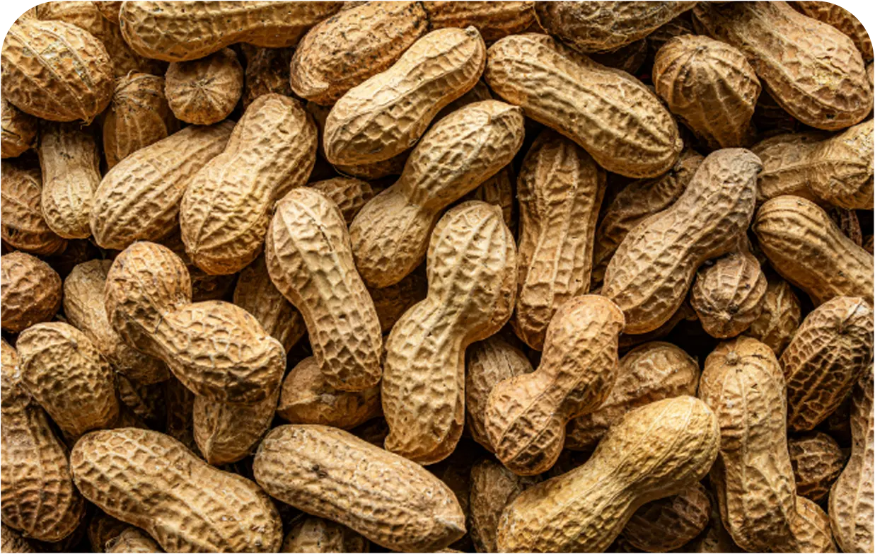 High quality groundnuts